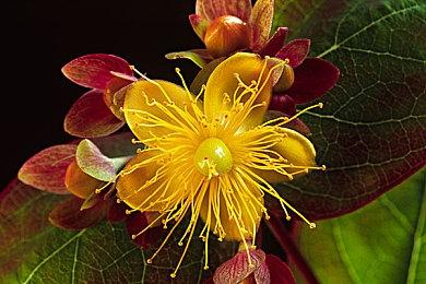 外媒称《最终幻想16》RPG要素大减 战神都比它更像RPG